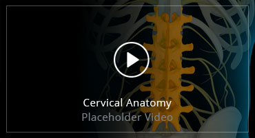 Cervical Anatomy