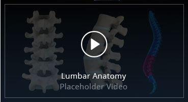 Lumbar Anatomy