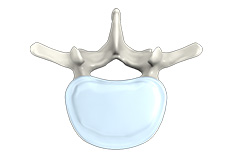 Lumbar Spine Anatomy